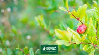 Foto de um galho de romã com um botão de flor.