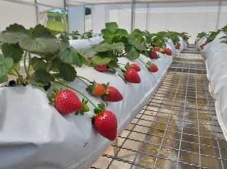 Na foto, o destaque para os frutos de morango maduros. As plantas estão dispostas em slabs posicionados sobre bancadas.