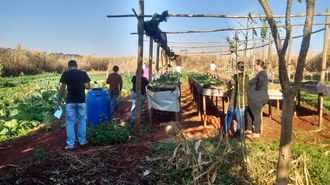 Na imagem várias pessoas estão trabalhando em uma área de cultivo de hortaliças.