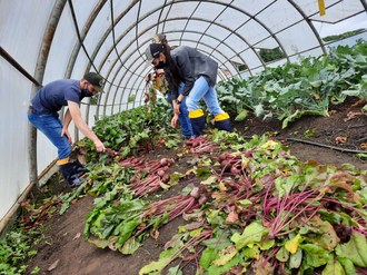 Foto mostra os estudantes fazendo a colheita de beterrabas dentro de uma estufa.