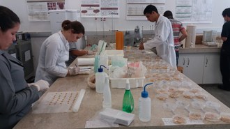 A foto mostra um laboratório onde alguns estudantes estão manuseando as sementes de milho, dispostas em uma bancada.