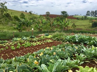 Na imagem uma horta na qual diversas hortaliças são cultivadas.