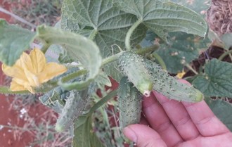 Na imagem, em plano fechado, uma mão está manuseando a planta.  No centro da foto estão três pepinos.