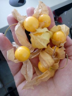 Na imagem observa-se uma mão segundando os frutos maduros da Physalis Peruviana