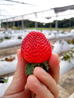 Na imagem, em primeiro plano, uma mão segurando um morango, e ao fundo, canteiros com cultivares de morangueiro.