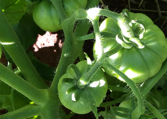 Na foto um tomateiro, com três frutos.