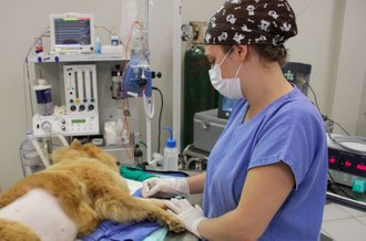 Na mesa de cirurgia, está um cão sedado. Ao lado do animal, uma pessoa o observa.