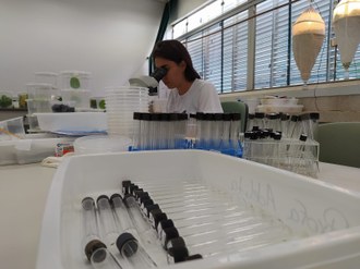 Testes realizados com a aplicação do nano inseticida na folha da couve.